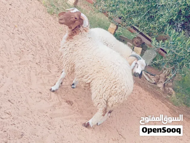سلام عليكم عرض اليوم زوز خرفان ربي يبارك صحتهم كويسه مكانهم طرابلس طريق المطار
