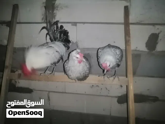 سيت دجاج فيومي من اقوه واحسن السلالات في العالم والكل متفق علا هاذا الشي والوانه الجذابه والجميله.