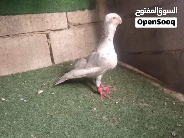 متاح طيره مشمشيه فحل ابلق فحل مسوده قانون