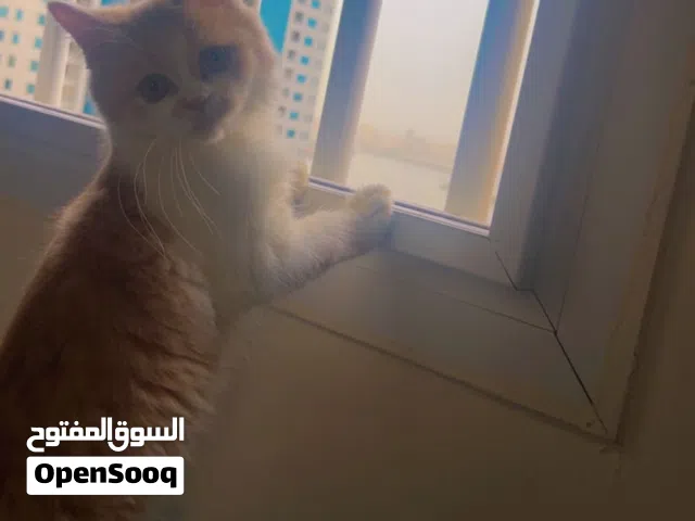 قطة عمرها 4 شهور