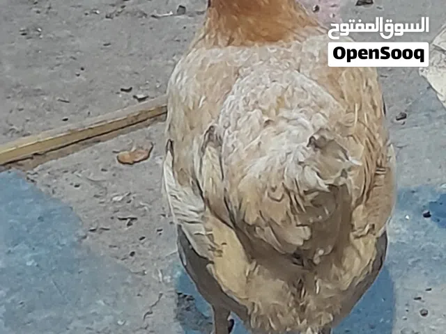 ديج شرط التلقيح مع دجاجة