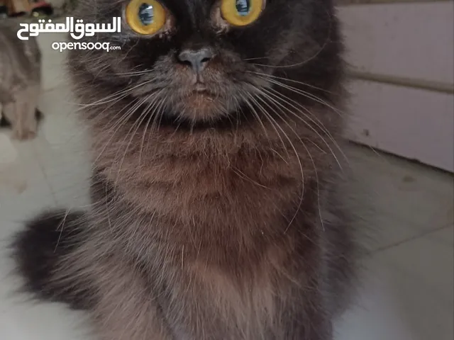 2 قطط شيرازي للتبني نفس اللون ذكر وأنثى