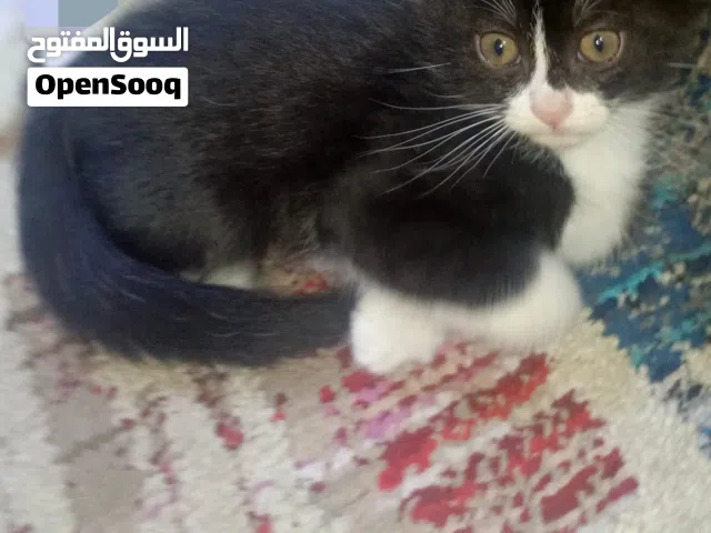 للتبني اهم شي تعتني بالقط