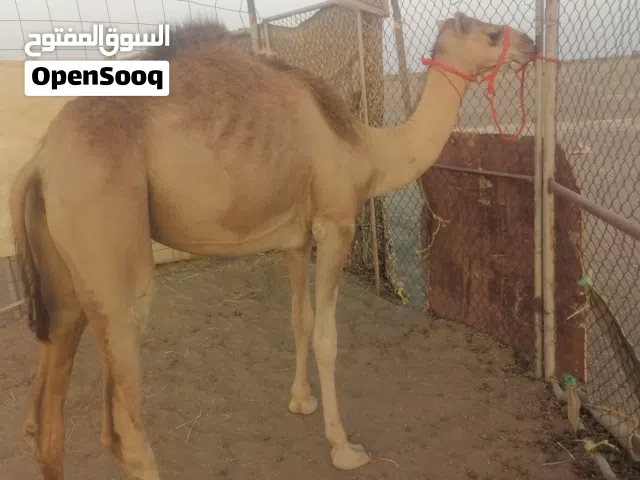 بكره أصيل للبيع