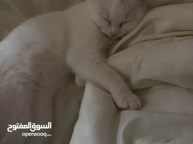 انثى ، 4 اشهر سكوتش