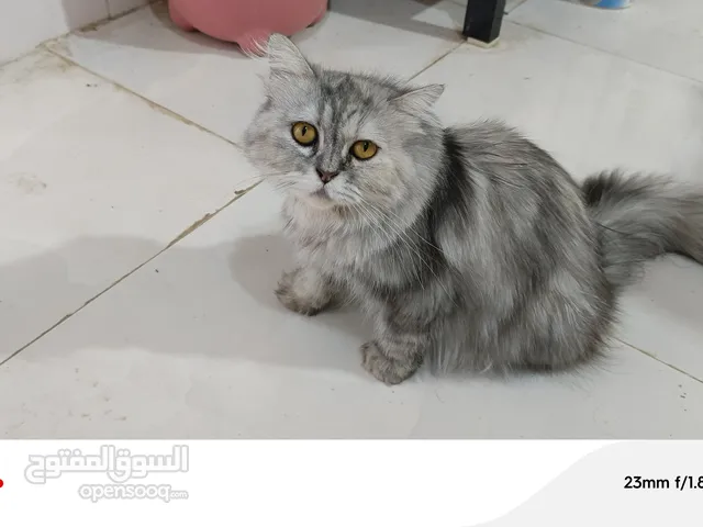 قطط للبيع 150