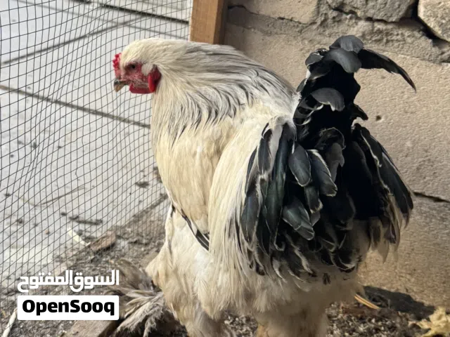 للبيع ديج مخلف براهما مستوه حلو