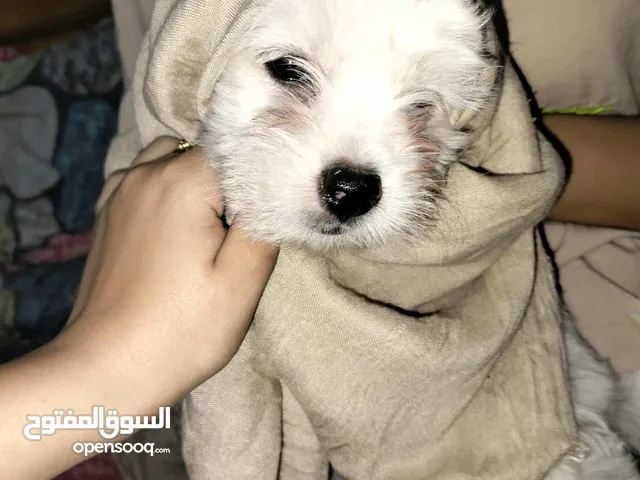 جرو جريفون الماني 80 يوم ذكر
