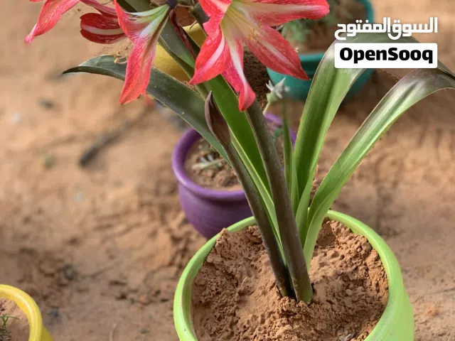 نبات زينه مزهره