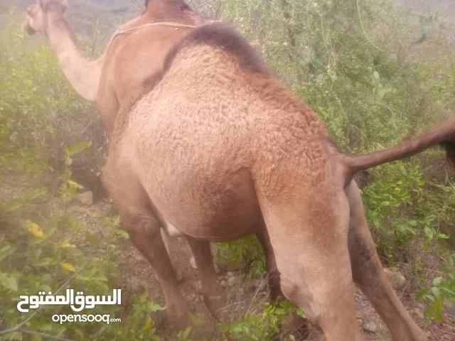 جمال للبيع.موجود في ريمه باجل الحديده باجل. يعني في منطقه مابين ريمه والحديده.وصنعاء