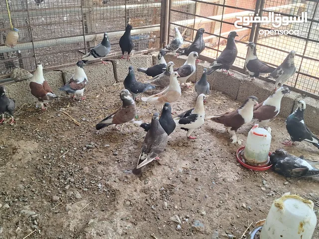 حمام زينة مدينة وشيرازي منتجات وتحتهم فروخ