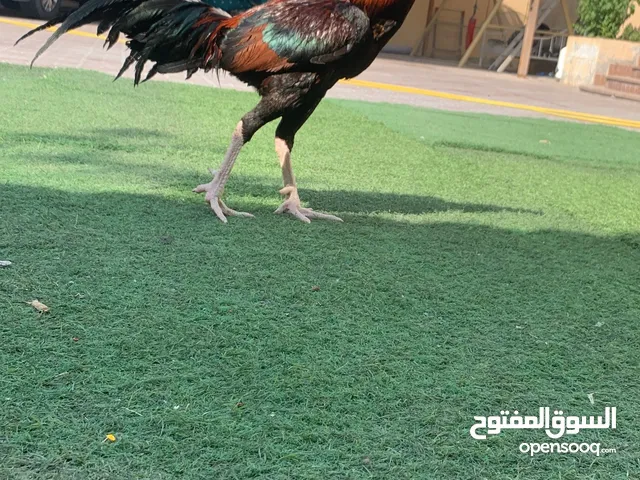  ديك باكستاني موقع عجمان