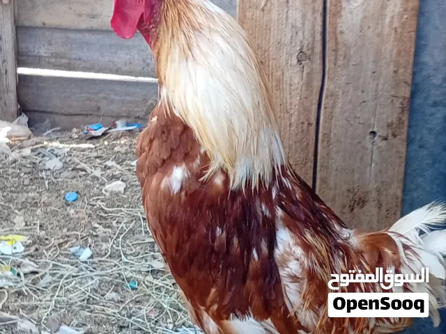 بيض لوهمان