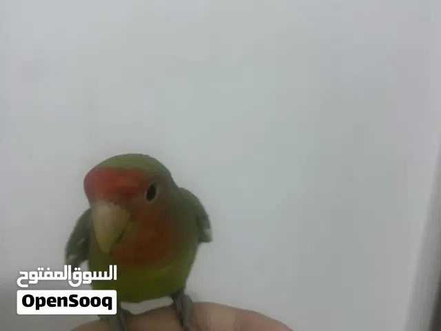 غندور روز اليف جدا عمر ثلاث اشهر لعوب السعر بي مجال