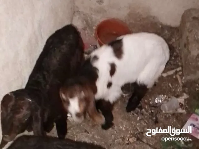 معز للبيع مفطوم عمره 3 اشهر