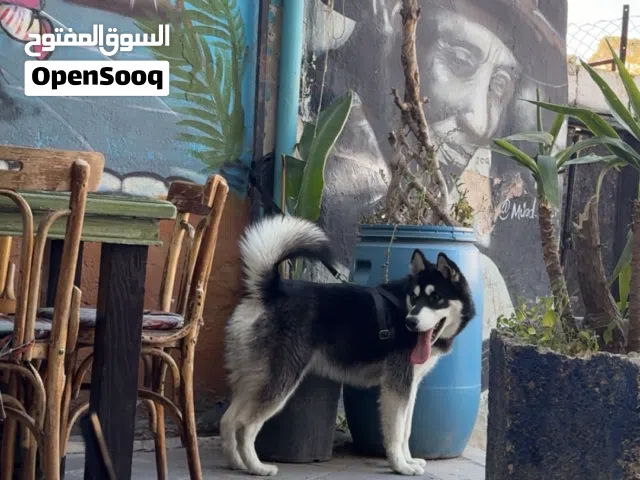 كلب هاسكي للبيع اليف ولعوب جداً