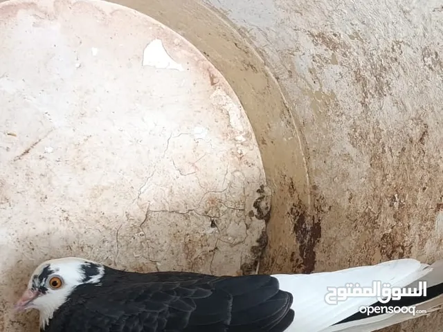 حمام برمنجهام قلاب