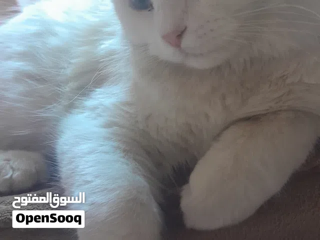 قطة شيرازي حامل