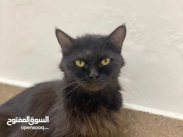 قطة شيرازية للتبني - Persian cat for adoption