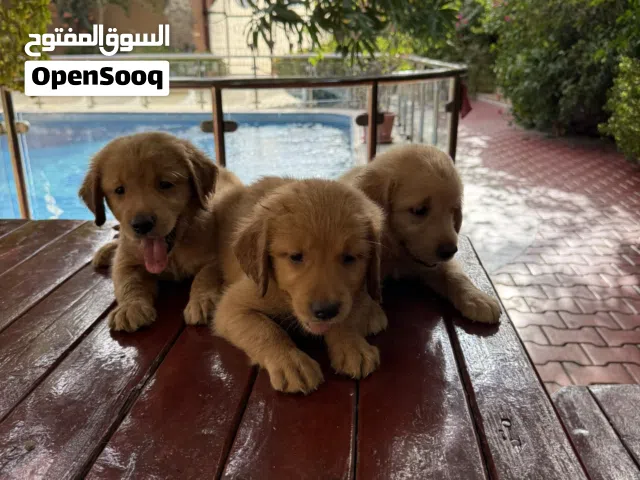 كلاب للبيع