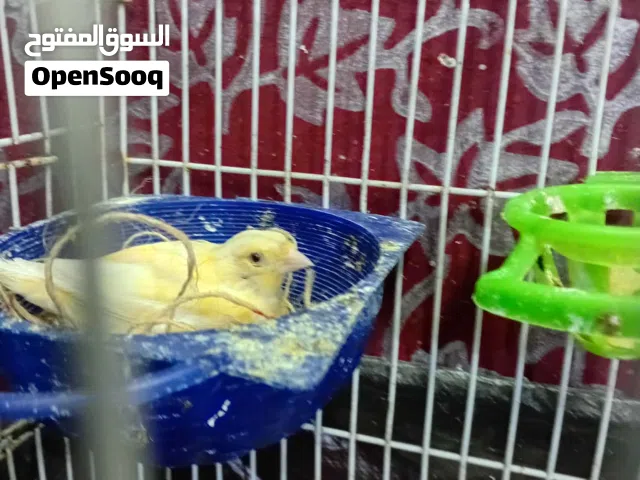 جوز كنار بصلاه ع النبي