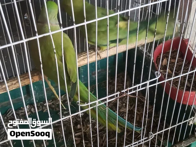 جوز ببغاء دره