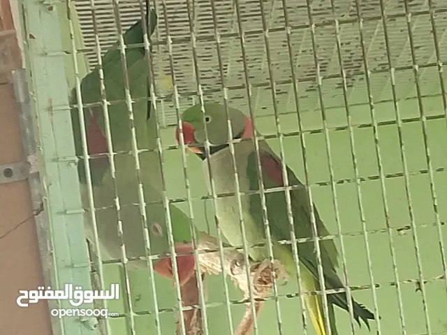 جوز ببغا كساندرا اخضر