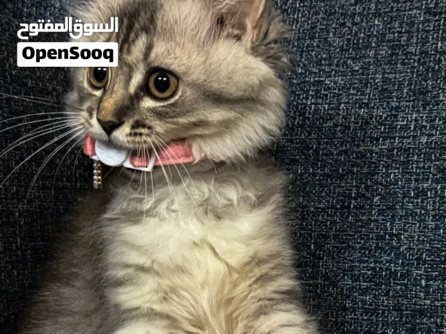 قطه شيرازي للبيع