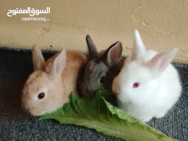 ارانب منزليه كيوت صغار