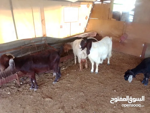 ماعز للبيع