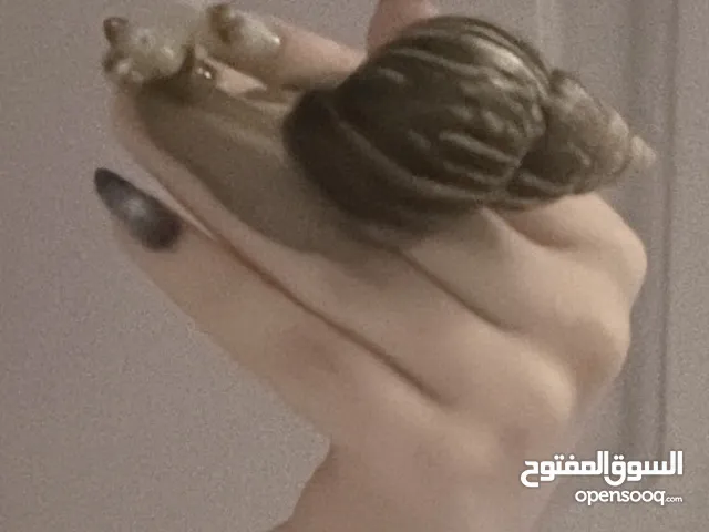 حلزون افريقي African Snail