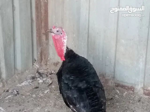 ديك حبش للبيع