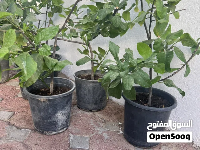 شتلات ليمون سوري ترقيد هوائي