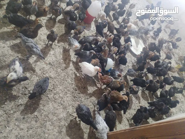 متااح صووص ماخذ جميع المطاعيم صحه ممتازه ماا شاء الله عليه العمر 30 يوم سعر الكميات 75 قرش الحبه