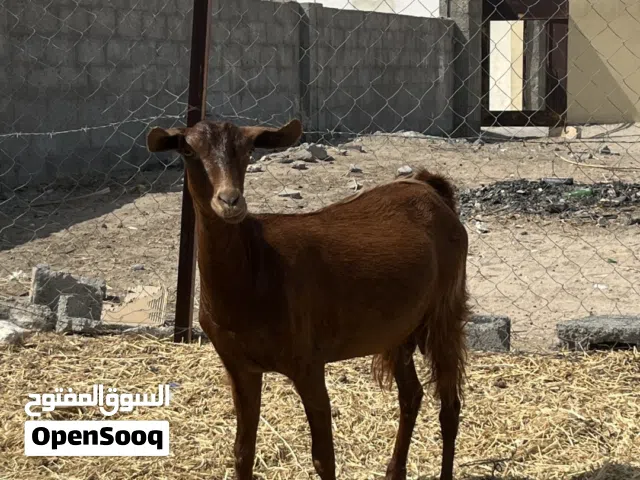 شاه صلاليه اصل للبيع