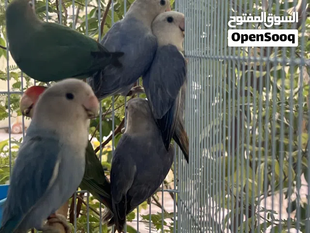 روز اوبلاين