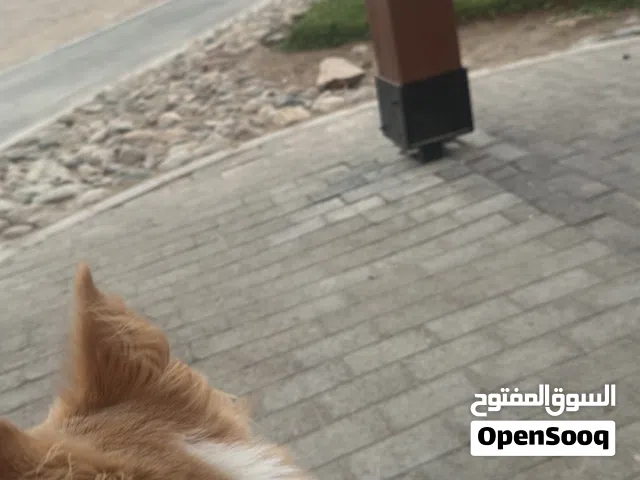 للبيع كلب شوف الوصف