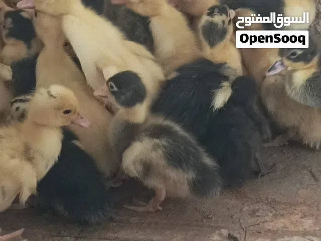 بط محلي صغار