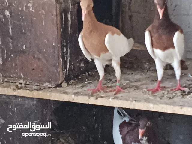 جواز مكابي نخب كله شغال