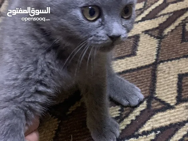 كتن سكوتش فولد 2