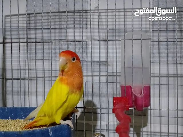 عصافير حب و فيشر للبيع