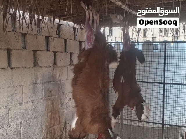 هوش و كباشه وجعد للبيع لذبح أو التربيه