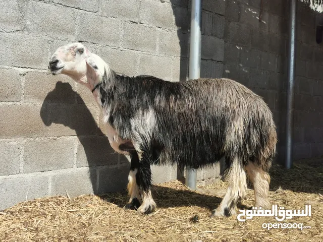 كبش نجدي اصيل للبيع