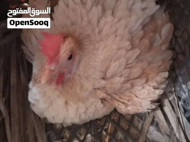 دجاج عربي كويتي