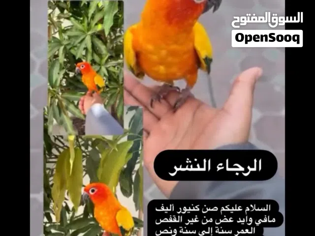 صن كنيور أليف ب900 قابل للتفاوض زوج لوف بيرد أليف ب650 قابل للتفاوض