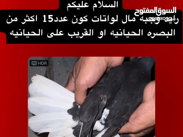 مطلوب حمام لوت بسعر مناسب