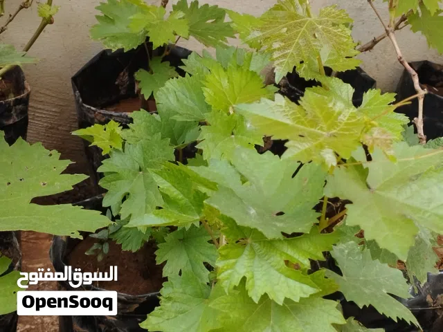 شتل دوالي وزيتون للبيع عالكوم
