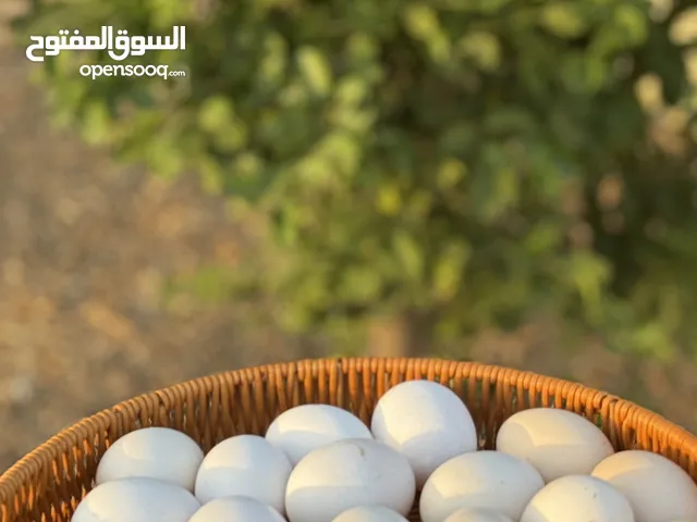 بيض عماني 100/٪؜