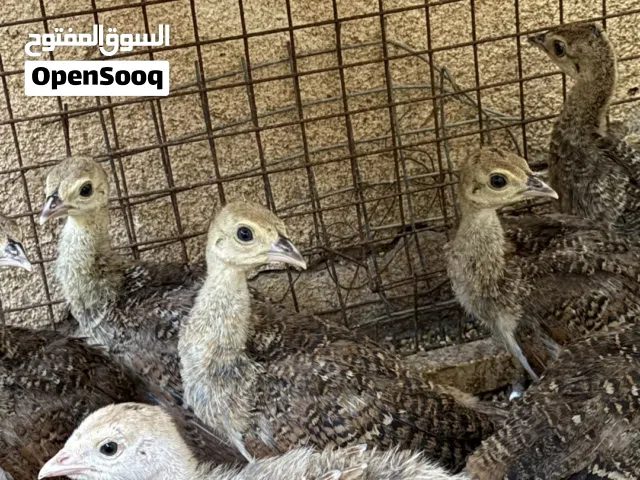 للبيع فروخ طاؤوس