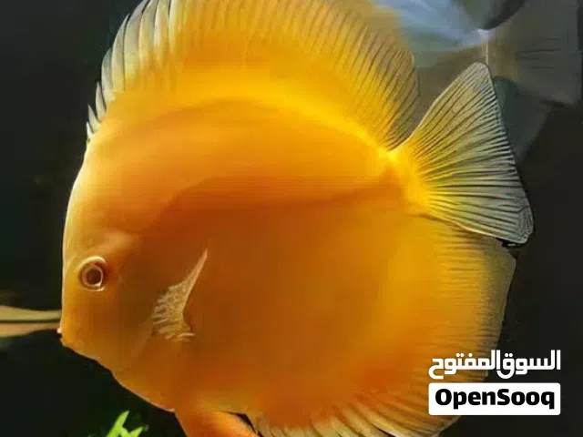 Premium Jumbo Discus Fish